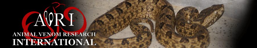 Hump-nosed viper banner