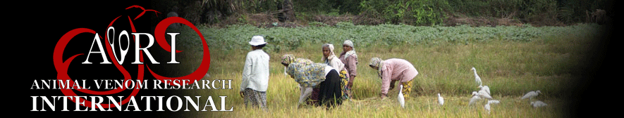 Rice paddy banner