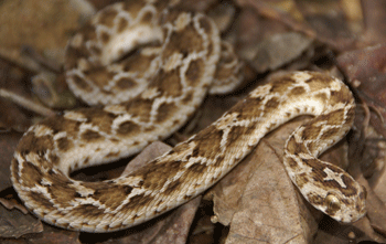 Saw-scaled viper