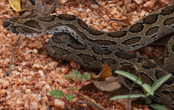Russell's viper