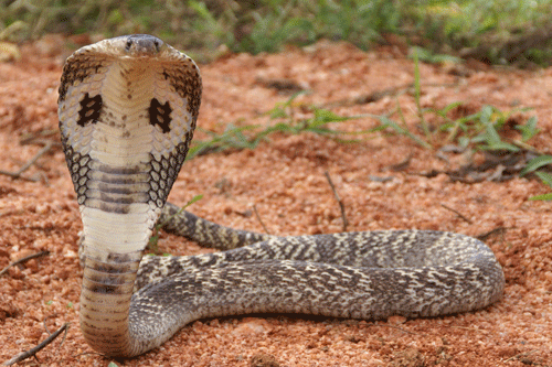 Spectacled cobra
