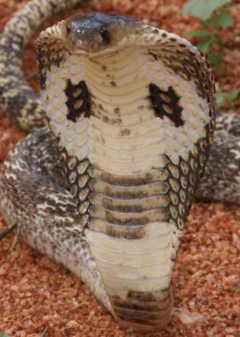 Spectacled cobra
