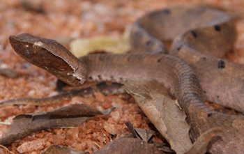 Hump-nosed viper