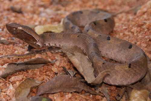 Humpnosed viper