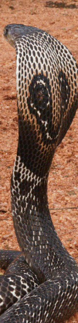Cobra