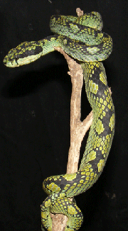 Green pit viper