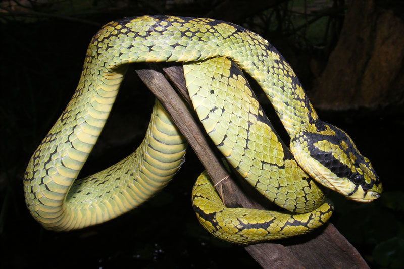 Green pit viper