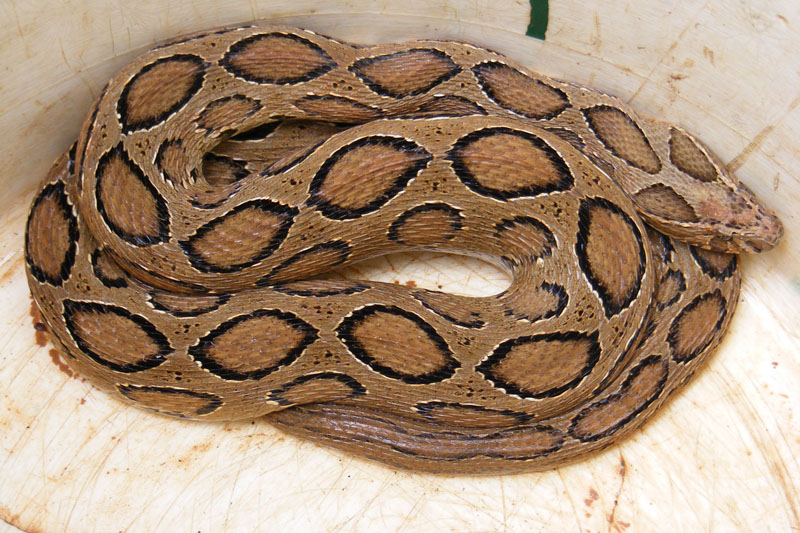 Russell's viper