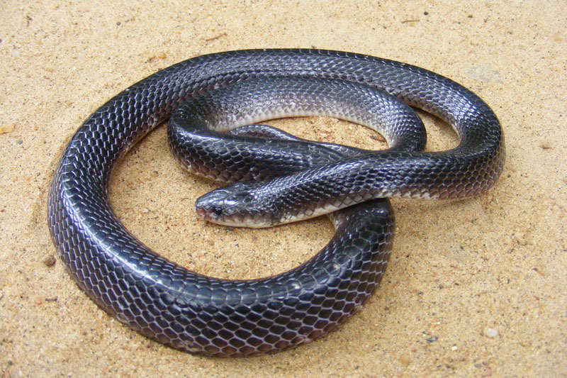 Common krait