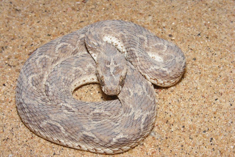 Saw-scaled viper